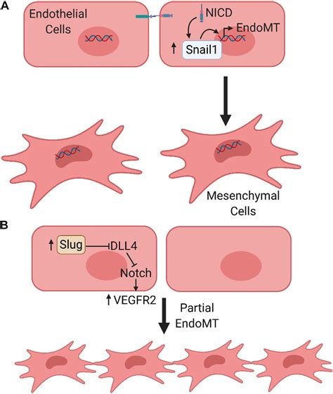 Frontiers | Notch Signaling in Vascular Endothelial Cells, Angiogenesis ...