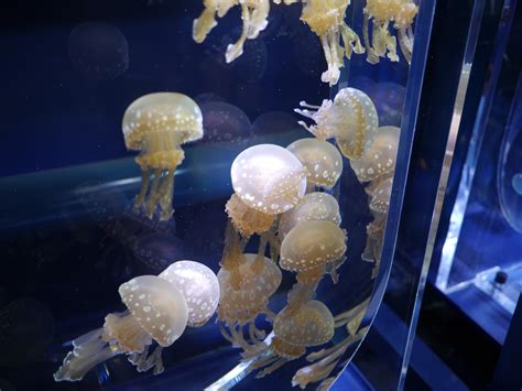 Free Images : jellyfish, coral, invertebrate, reef, aquarium, cnidaria, macro photography, water ...