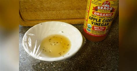 Wave Goodbye To Gnats With A Quick-Fix Apple Cider Vinegar Trap | MetaSpoon