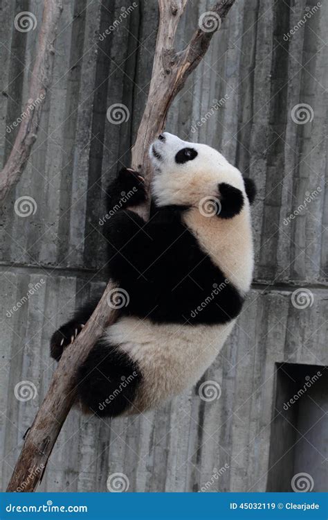 Giant panda bear (cub) stock image. Image of hungry, habitat - 45032119