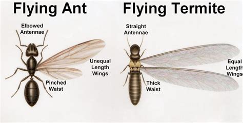 Termites Vs Flying Ants-What Is Big Difference - UpKeen Life Improvements