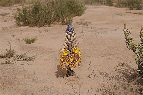 Desert Flower Names | Desert Hyacinth (Cistanche tubulosa) - Sabkhat Al ...