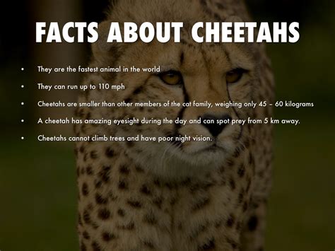 Cool Cheetah Facts For Kids Facts About Cheetahs