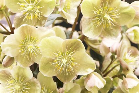 Christmas Rose, Helleborus niger - How to Plant and Care - Plantopedia