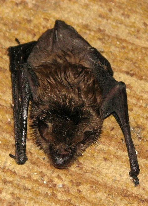 Little Brown Myotis | Animals Happen Wildlife Control