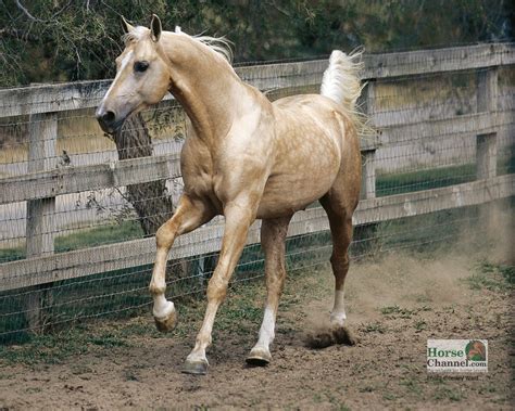 Palomino Horse Wallpaper