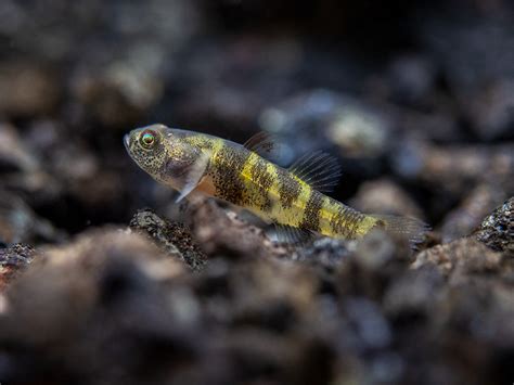 True Freshwater Bumblebee Goby (Brachygobius xanthomelas)