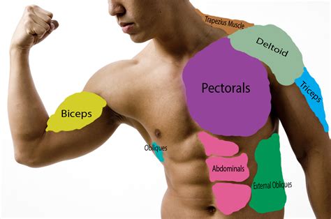 upper body muscle names submited images.