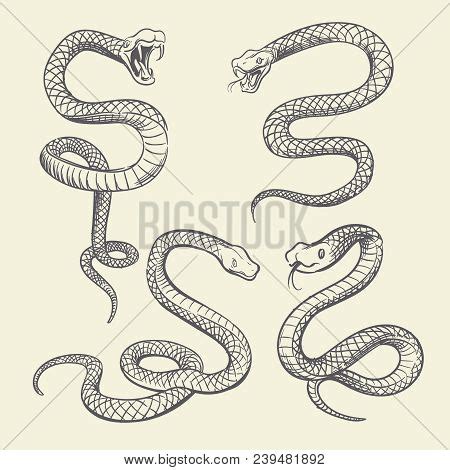 Hand Drawing Snake Vector & Photo (Free Trial) | Bigstock