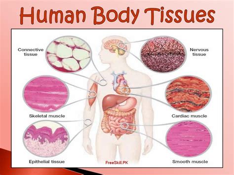 Tissues: Describe Its Types, Function, And Structure | Tissue types, Tissue biology, Human tissue