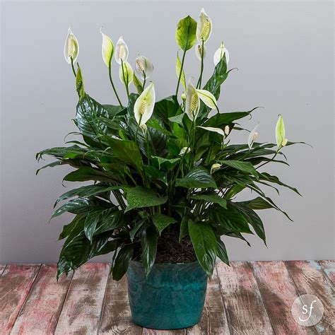 Peace Lily - Gift Ideas for Under $60, Plants, Blooming, Sympathy - Steve's Floral