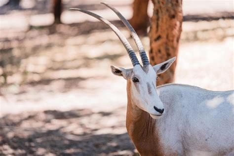 The Arabian Oryx as the National Animal of UAE - Arrived