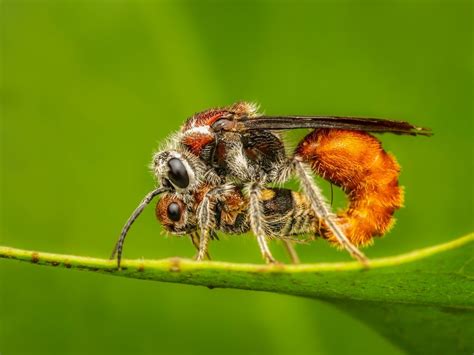 Mutillidae | Smithsonian Photo Contest | Smithsonian Magazine