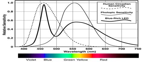 Human photopic and circadian sensitivity curves displayed against a... | Download Scientific Diagram