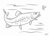 Trouts Coloring Pages  ColoringBay sketch template