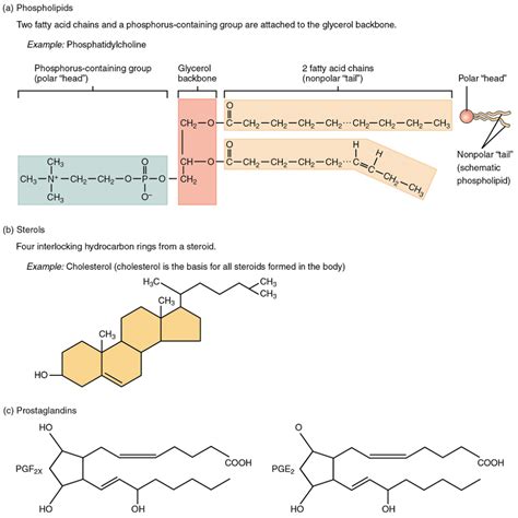 Unit 3: Biochemistry – Douglas College Human Anatomy & Physiology I ...