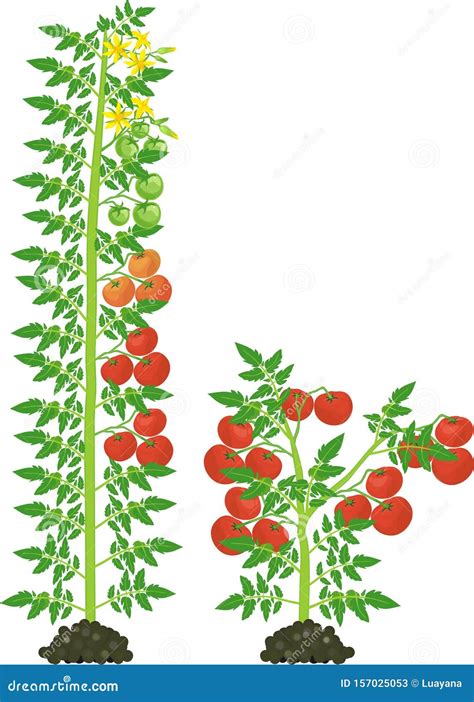 Determinate and Indeterminate Tomato Plants with Green Leaf and Red ...