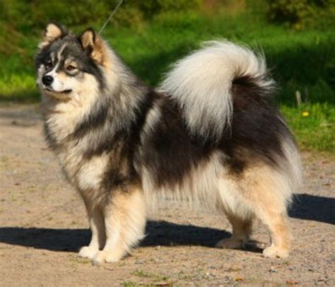 Finnish Lapphund Dog Breed Information, Images, Characteristics, Health