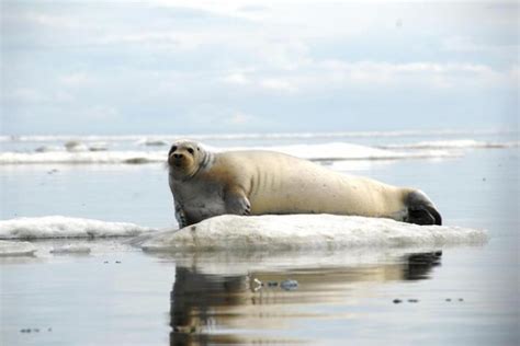 Bearded Seal [IMAGE] | EurekAlert! Science News Releases