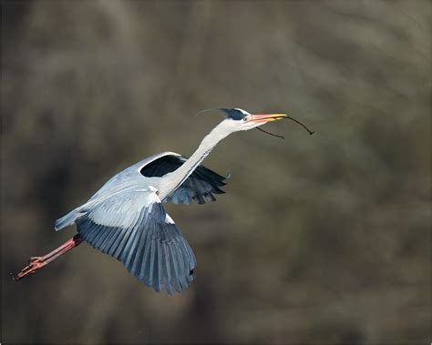 Grey Heron | Nest building | DJH Flickr | Flickr