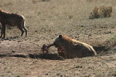 Hyenas Eating Kenya Africa Stock Photos, Pictures & Royalty-Free Images ...