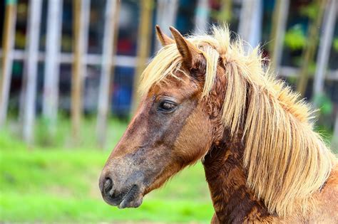 Sarcoids in Horses: What You Need to Know