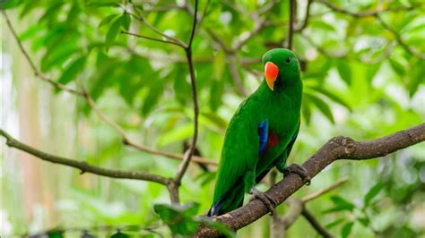 Green Parrot On The Tree Branch In Green Leaves Background HD Animals Wallpapers | HD Wallpapers ...