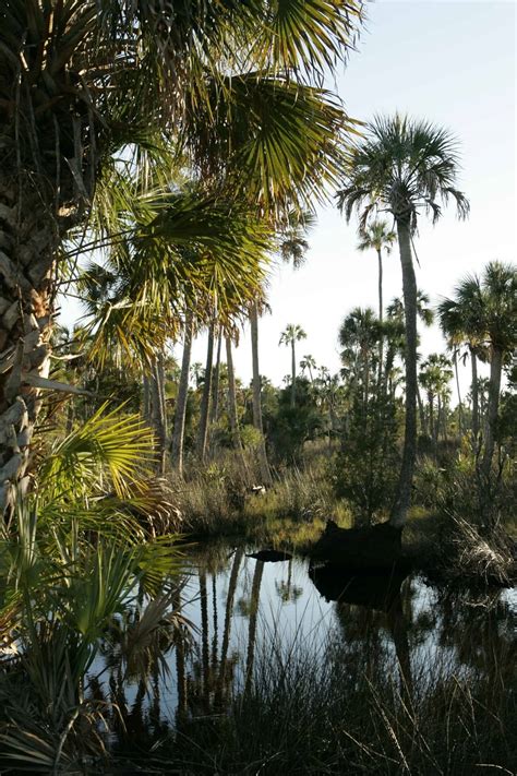 Free picture: aquatic, environment, pond, landscape