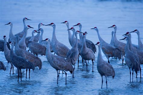 Sandhill Cranes On The Platte River Photograph by Jim Lo Scalzo