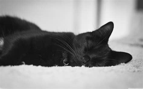 Free download black cat wallpaper [3840x2400] for your Desktop, Mobile & Tablet | Explore 73 ...