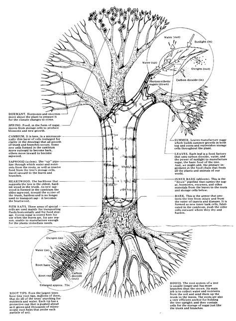 tree system | Plan sketch, Architectural design magazine, Landscape sketch