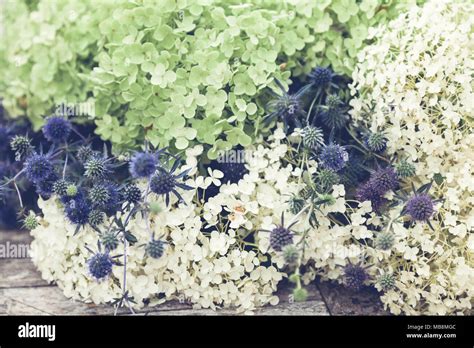 Hydrangea and sea holly bouquet detail Stock Photo - Alamy