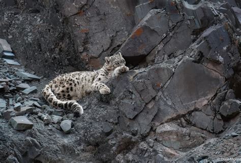 The Snow Leopards of Ladakh with Dale Morris - ORYX Photo Tours