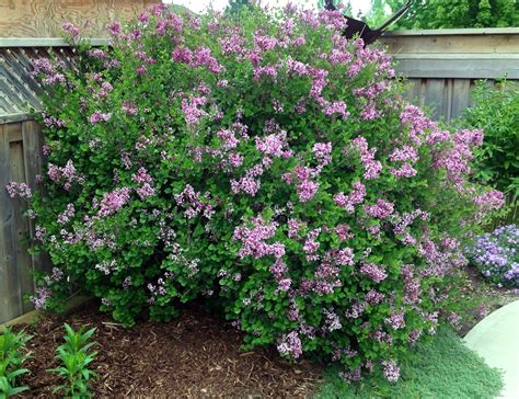 Dwarf Korean Lilac. A lovely addition to any garden and easily pruned ...