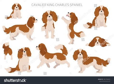 cavalier king charles spaniel color variations - Crysta Freedman