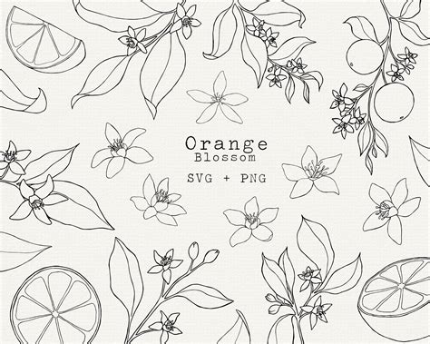 Orange Blossom SVG Bundle Orange Botanical Illustration for - Etsy