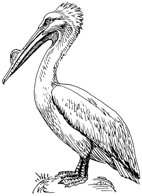 Brown Pelican Drawing at GetDrawings | Free download