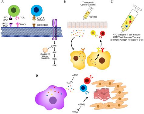 Cells | Free Full-Text | Immunotherapy, Inflammation and Colorectal Cancer