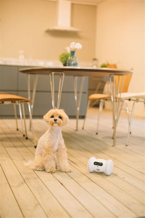 A Robotic Companion for Your Pet: VARRAM Introduces an Artificial Intelligence-Powered Pet Robot ...