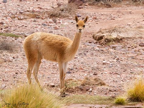 Vicuña (Vicugna vicugna) - EcoRegistros