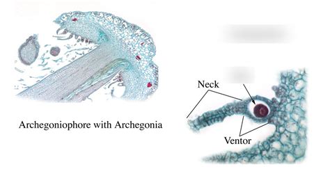 Lab 8 - Marchantia Archegonia Diagram | Quizlet