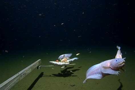 Deepest Fish Discovered More Than 5 Miles below the Sea Surface - Kowatek