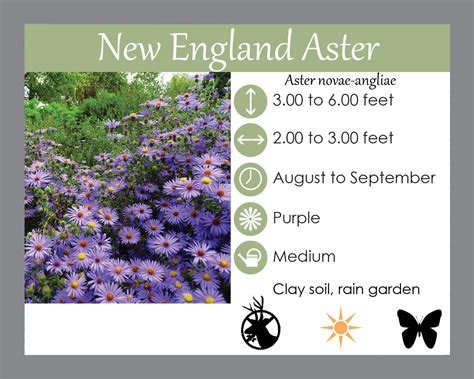 New England Aster - Lsuren's Garden Service & Native Plant Nursery