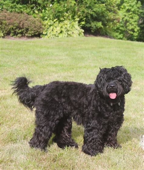 AnnaBlog!: Why I love Black Labradoodles so much.