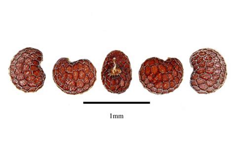 Family guide for fruits and seeds - Papaveraceae Juss., nom. cons.