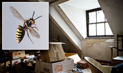 Wasps: How to get rid of a wasp nest in your home | Express.co.uk