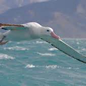Antipodean albatross | New Zealand Birds Online