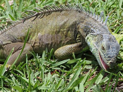 Iguana Lizard Reptile · Free photo on Pixabay
