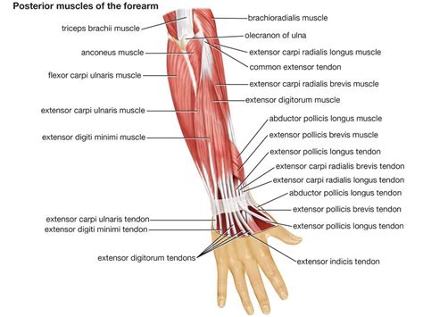 plantar fascia | Forearm muscles, Muscle system, Forearm muscle anatomy