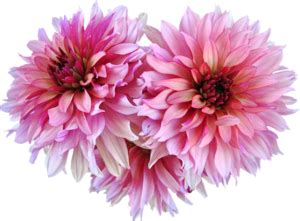 Vibrant Dahlia PNG: Perfect for Your Creative Projects